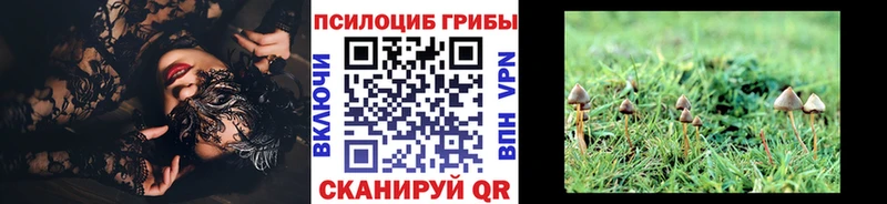 kraken зеркало  Прокопьевск  Псилоцибиновые грибы GOLDEN TEACHER  магазин  наркотиков 