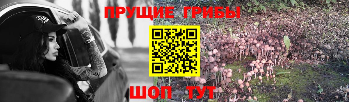 Галлюциногенные грибы Psilocybine cubensis Прокопьевск